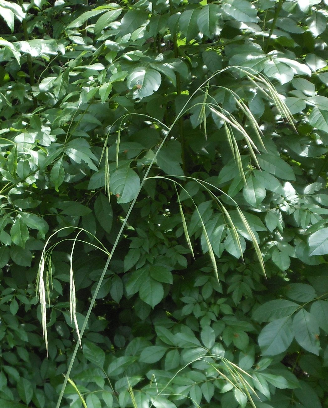 Bromopsis ramosa (Huds.) Holub / Forasacco maggiore